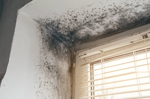 Trusted Basement Mold Remediation service in Thornton, IL - Cheap Mold Removal