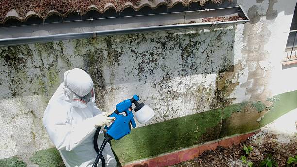 Trusted Mold Testing service in Thornton, IL - Cheap Mold Removal